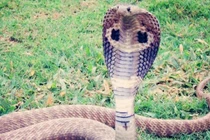 Hổ mang chúa đuổi theo người lái xe máy suốt 2km để trả thù