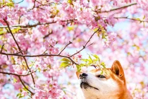 Ngắm giống chó được chọn đóng "Cậu Vàng" khoe sắc bên hoa