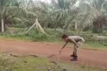 Ớn lạnh thanh niên tay không bắt rắn hổ mang khổng lồ hơn 3m