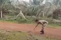 Ớn lạnh thanh niên tay không bắt rắn hổ mang khổng lồ hơn 3m