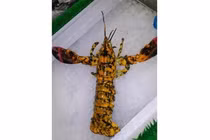 Tóm được tôm hùm màu cam cực hiếm, tỉ lệ 1/30 triệu