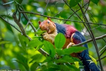 Sóc khổng lồ rực rỡ sắc màu gây choáng váng