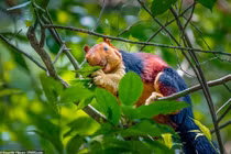 Sóc khổng lồ rực rỡ sắc màu gây choáng váng