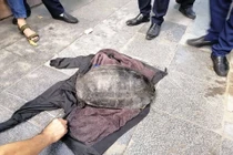 Rùa câu trộm ở Hồ Gươm thuộc loài gì, có quý hiếm?