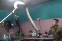 Kịch tính trăn gấm “khủng” giằng co với người trên trần bếp