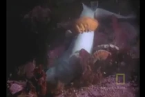 Hãi hùng bạch tuộc khổng lồ siết chết cá mập