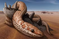 Sửng sốt bí mật của loài rắn cổ hơn 100 triệu năm