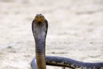 Đáng gờm mèo nhà 3 lần đánh đuổi hổ mang chúa cứu nhà chủ 