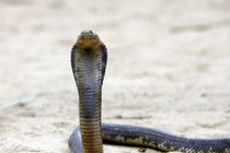 Đáng gờm mèo nhà 3 lần đánh đuổi hổ mang chúa cứu nhà chủ 