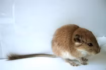 Động vật có vú và những kỷ lục "đáng gờm" khó tin