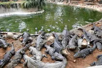 Hi hữu cá sấu chết thê thảm vì sốc... nhạc