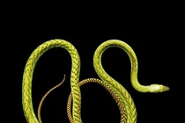 Khi rắn cực độc khoe đường cong gợi cảm, hóa "thiên thần"