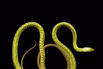 Khi rắn cực độc khoe đường cong gợi cảm, hóa "thiên thần"