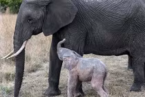 Điều ngạc nhiên về voi màu hồng cực quý hiếm vừa xuất hiện