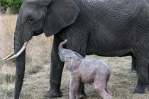 Điều ngạc nhiên về voi màu hồng cực quý hiếm vừa xuất hiện