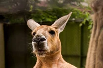 "Soi" những động vật chuẩn "soái ca", hút hồn fan nữ