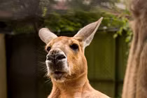 "Soi" những động vật chuẩn "soái ca", hút hồn fan nữ