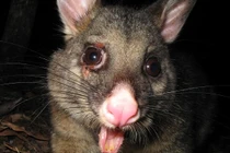 Giải bí ẩn những tiếng kêu động vật kỳ dị nhất TG