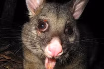 Giải bí ẩn những tiếng kêu động vật kỳ dị nhất TG