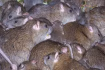 Phát khiếp chuột to như mèo rúc rích khắp thị trấn