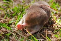 Khám phá khả năng khó tin của những động vật độc lạ