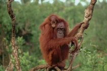 "Bóc mẽ" những chiêu lừa độc lạ nhất thế giới động vật