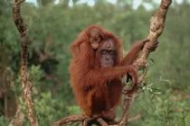 "Bóc mẽ" những chiêu lừa độc lạ nhất thế giới động vật