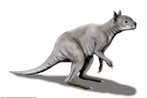 Loài Kangaroo mặt ngắn tũn, to lớn dị thường