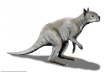 Loài Kangaroo mặt ngắn tũn, to lớn dị thường