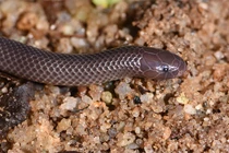 "Độc" loài rắn có thể mổ mà không cần mở miệng