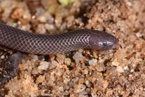 "Độc" loài rắn có thể mổ mà không cần mở miệng