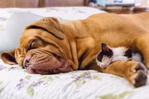 Chết cười ảnh chứng minh chó mèo yêu nhau thắm thiết