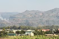 Cò nhạn vừa xuất hiện ở lòng chảo Mường Thanh quý hiếm thế nào? 