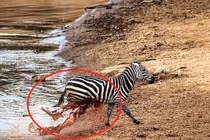 Tàn khốc cảnh ngựa vằn vượt sông, tới bờ ruột xổ ra ngoài