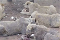 Sự thực hãi hùng sau trại nuôi nhốt sư tử ở Nam Phi