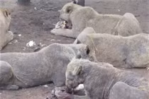 Sự thực hãi hùng sau trại nuôi nhốt sư tử ở Nam Phi