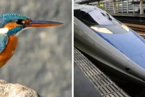 Loạt sáng tạo "độc" không tin nổi từ động vật hoang dã