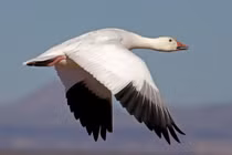 Top động vật là mối đe dọa, lại khiến người "mờ mắt" vì yêu