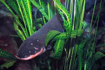 Thủy quái Amazon ăn gì, sao phóng điện giết được cả cá sấu?