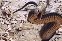 Khiếp đảm rắn độc thứ hai TG "đứng" bằng đuôi đuổi theo đớp người