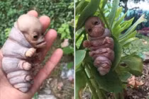 "Chân tướng" chuyện sinh vật lạ giống người xuất hiện tại Kon Tum