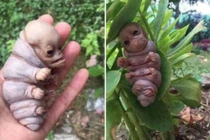 "Chân tướng" chuyện sinh vật lạ giống người xuất hiện tại Kon Tum