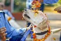 Chàng trai cưới... chó làm vợ để xóa nghiệp chướng 