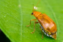 Giải bí ẩn những "sát thủ" động vật thích tỏa mùi kinh dị