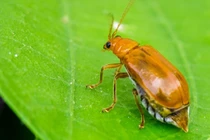 Giải bí ẩn những "sát thủ" động vật thích tỏa mùi kinh dị