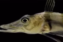 Loài cá kỳ lạ ở Nam Cực khiến khoa học hoang mang