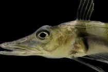 Loài cá kỳ lạ ở Nam Cực khiến khoa học hoang mang