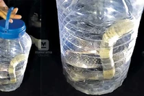 Kinh dị rắn độc liên tục ghé thăm chỉ 1 ngôi nhà suốt 3 năm