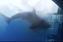 Thê thảm cảnh cá mập lao đầu vào lồng sắt đớp người 
