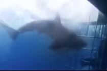 Thê thảm cảnh cá mập lao đầu vào lồng sắt đớp người 